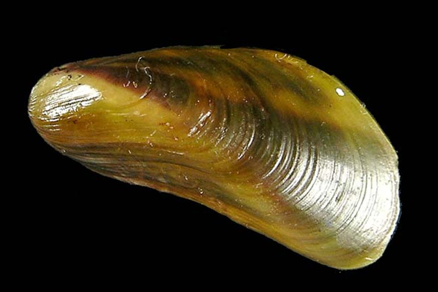 Treasure found in Amsterdam.