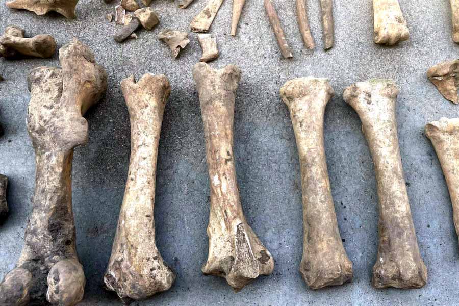 Bones found in Amsterdam. 