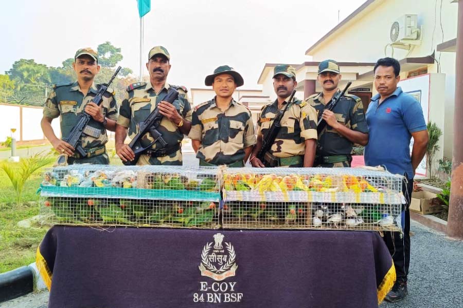 BSF recovered many exotic birds
