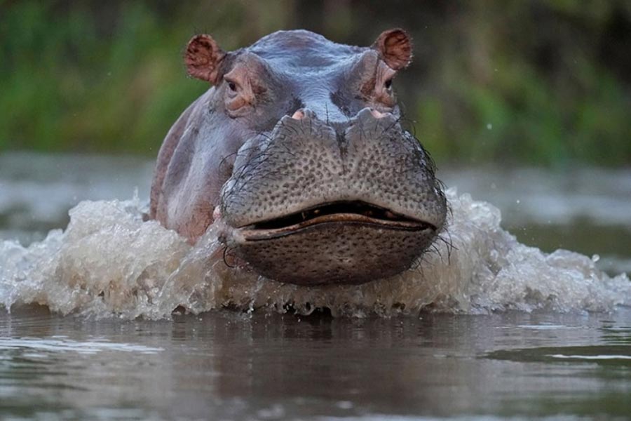 Colombia proposes shipping invasive hippos of killed drug lord Pablo Escobar to India