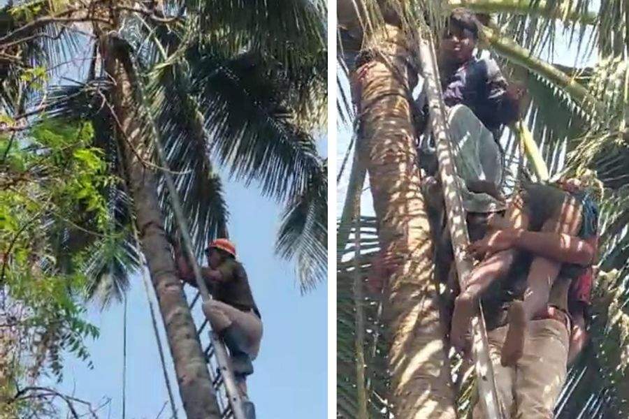Man got ill during climbing up Coconut tree, police rescues