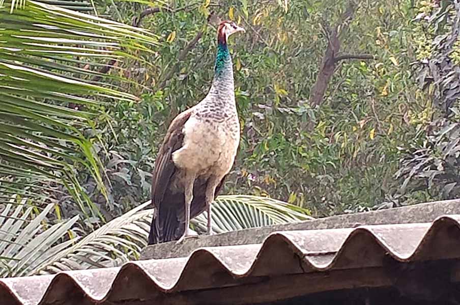 Peacocks roaming in locality of Ausgram