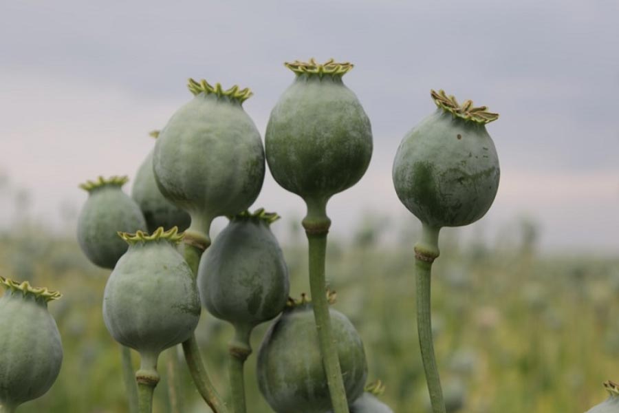 Representational picture of poppy seed farming