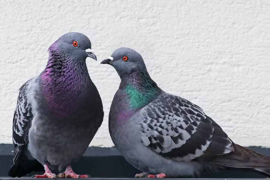 Pigeon spreads disease