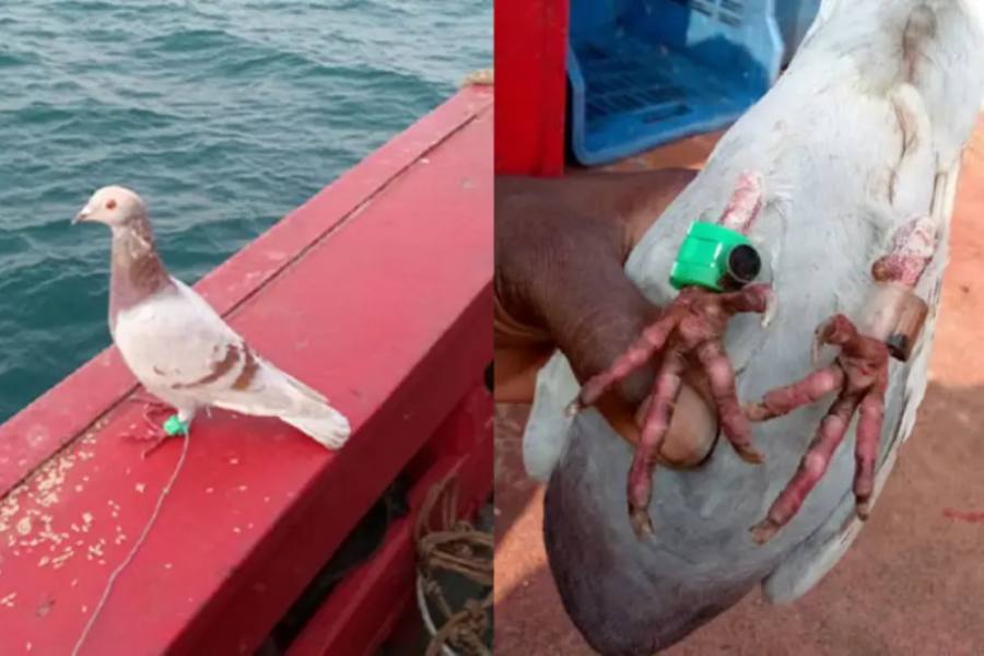 py pigeon with coded message found near Puri