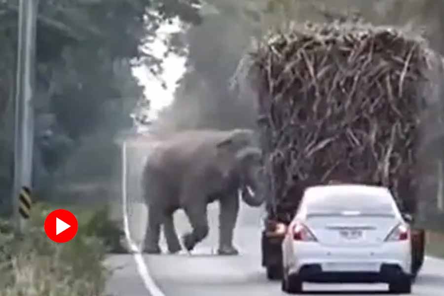 Elephant eating sugarcane