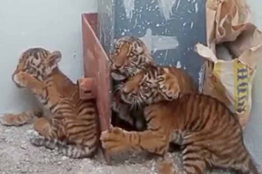 4 tiger cubs found in a village of Andhra Pradesh