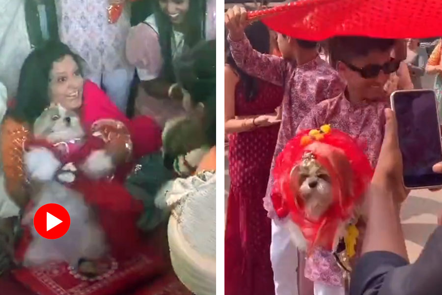 Family gets their dogs married in a grand wedding function