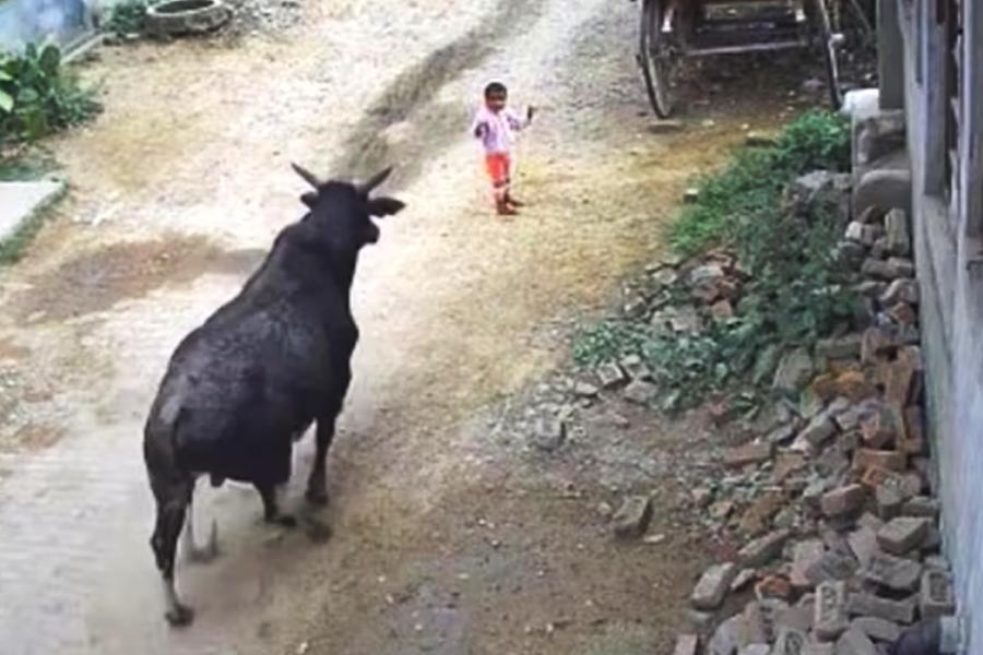 Bull attacked child