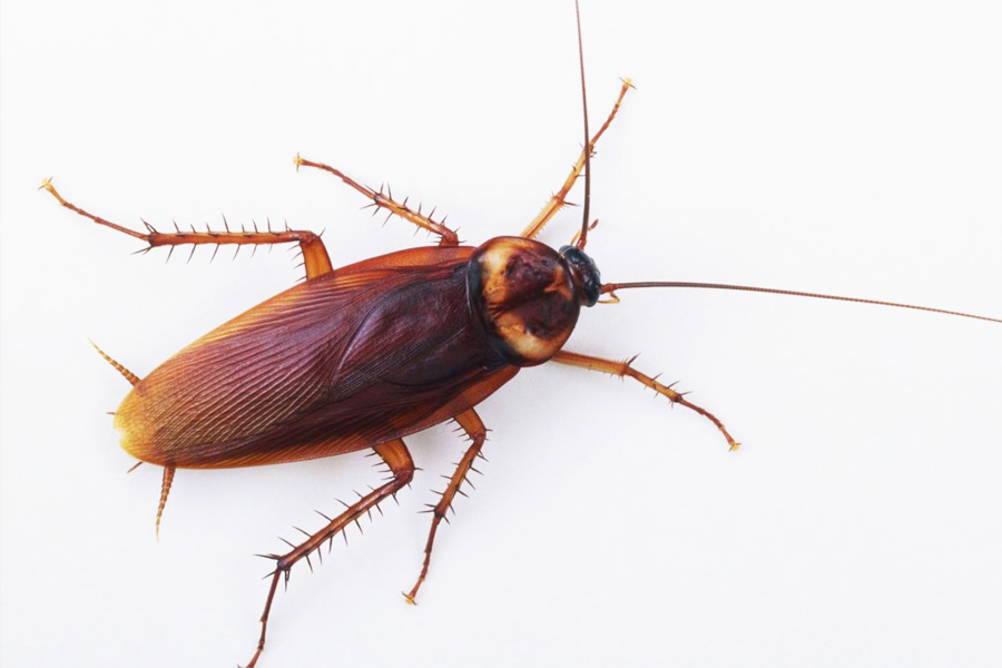 Symbolic image of cockroach