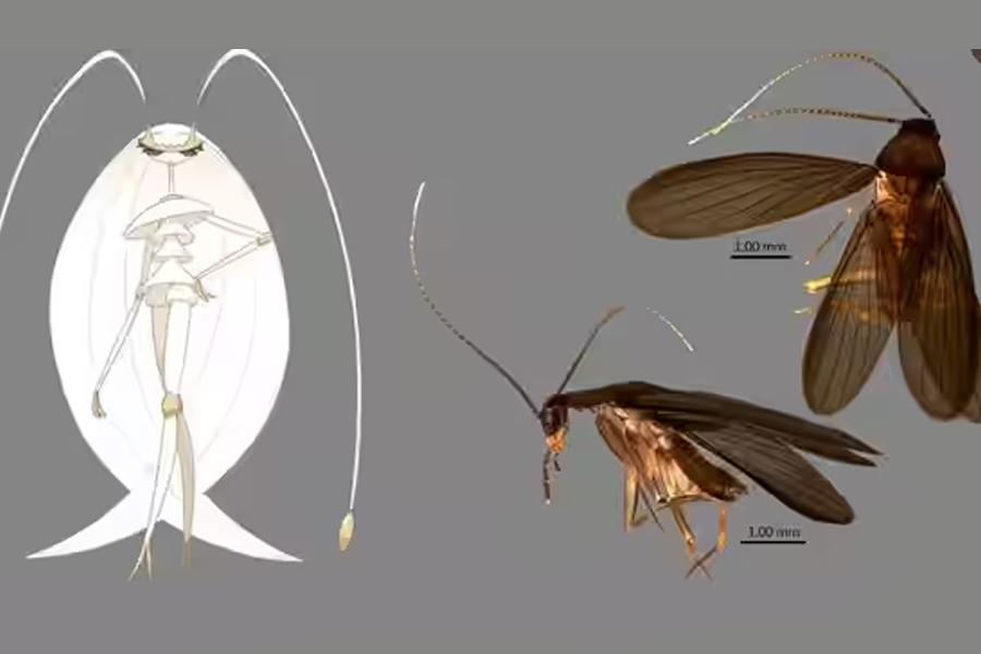 Image of Pheromosa