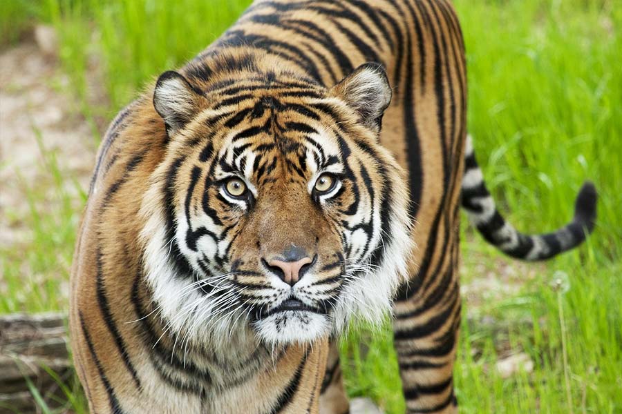 image of a royal Bengal tiger