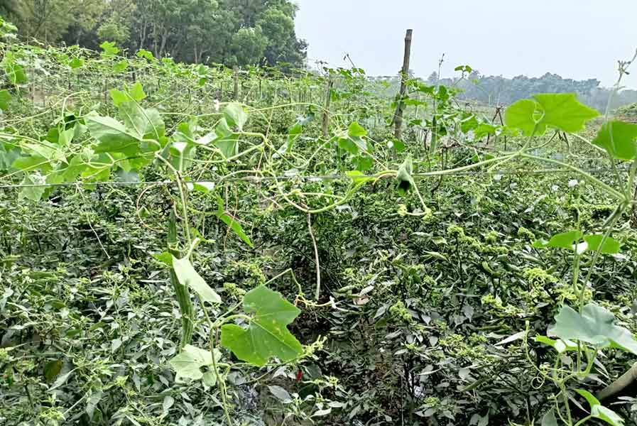 জলের অভাব চিচিঙ্গা, লঙ্কা চাষে সমস্যা। ভাঙড়ের গ্রামে