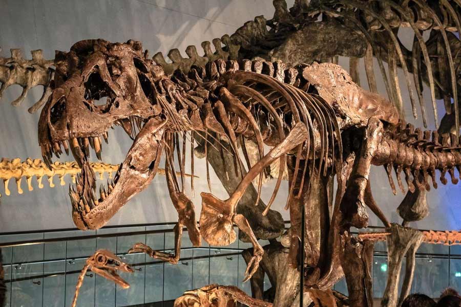 Representational Image of a T-rex skeleton