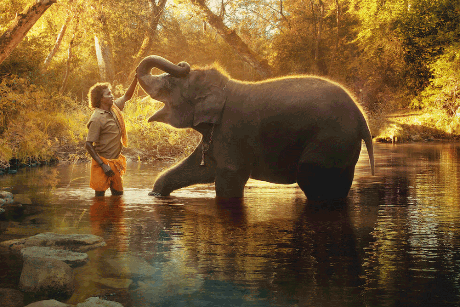 A scene of Oscar winning short documentary he Elephant Whisperers