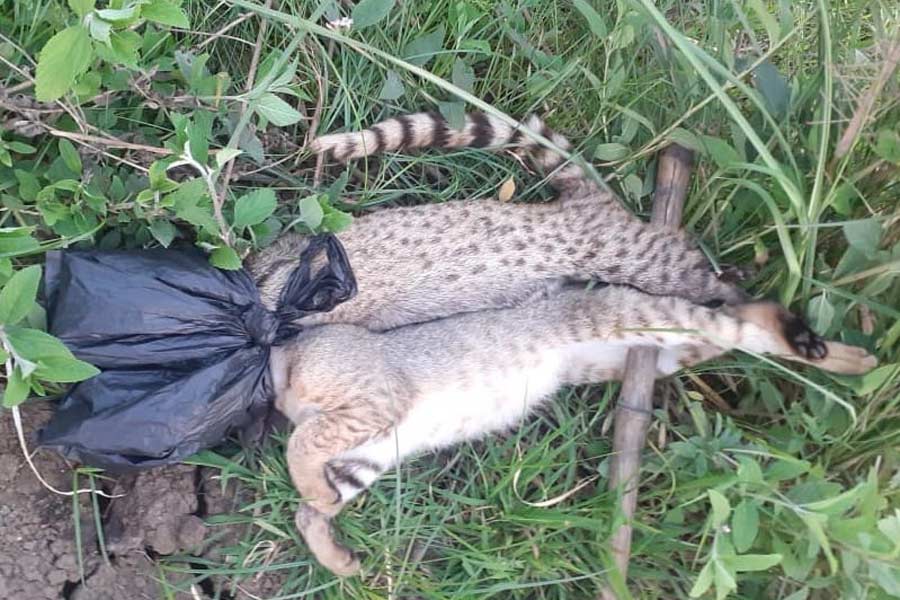 Jungle cat and small Indian civet being illegally hunted by poachers in Kandi of Murshidabad, 2 arrested