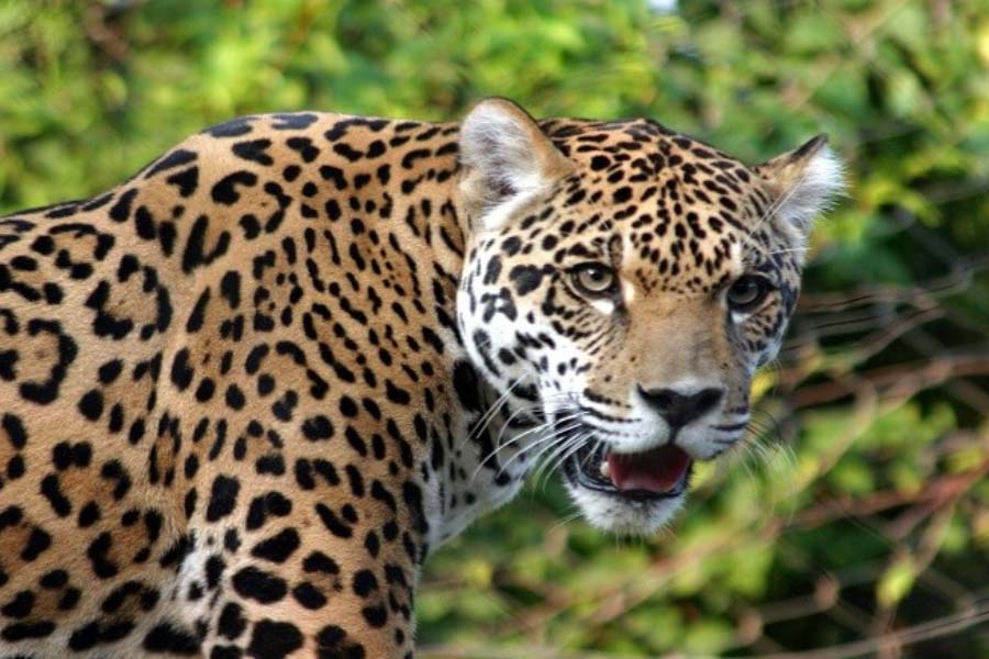 A middle aged man killed by leopard attack near Aibhil Tea Garden in Matiali of Jalpaiguri