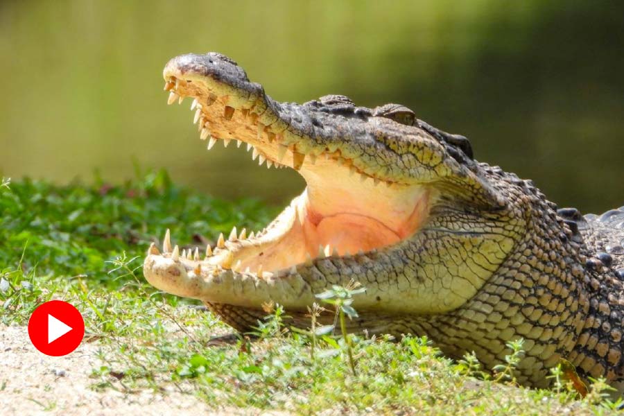 Viral Video: Drunk man approach towards two crocodile, then something unusual happens.