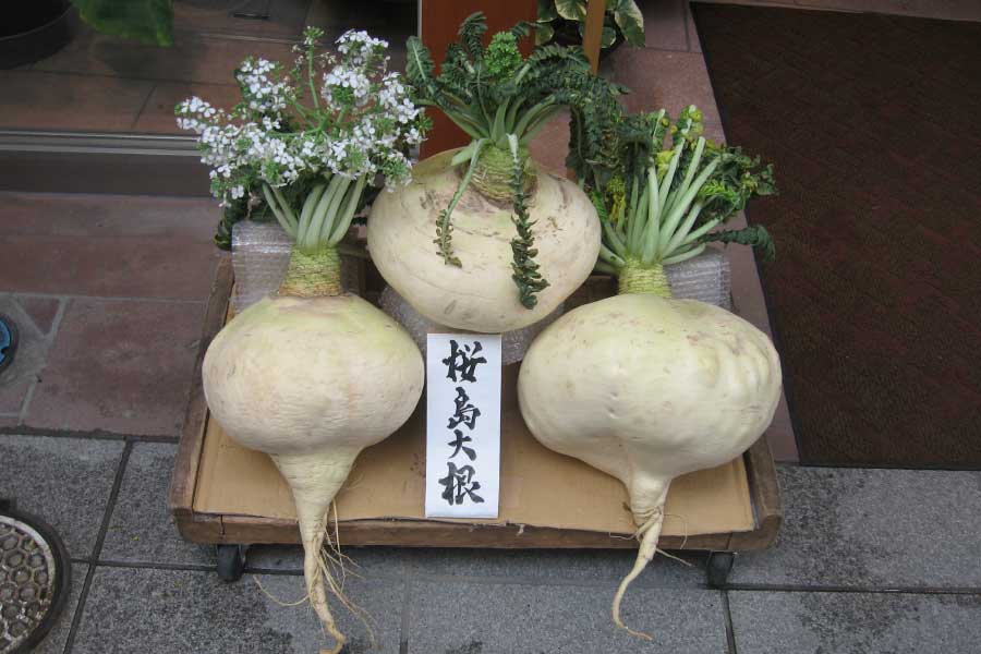 radish in Japan