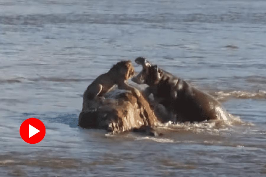 Lion-hippo fight