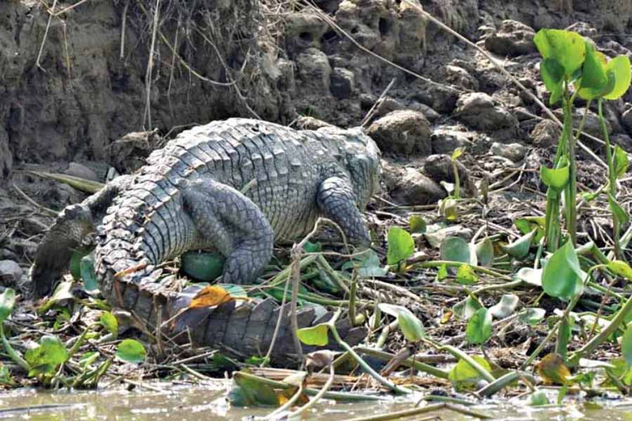 File image of a sweet water crocodile