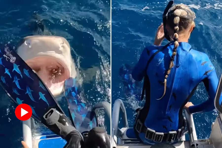 Viral Video: horrifying viral video of Shark attacking swimmer.