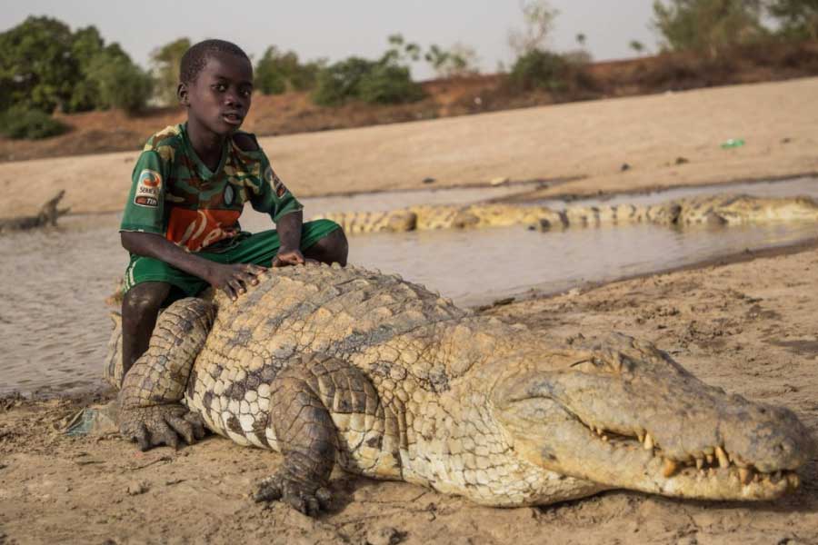 photo of Crocodiles