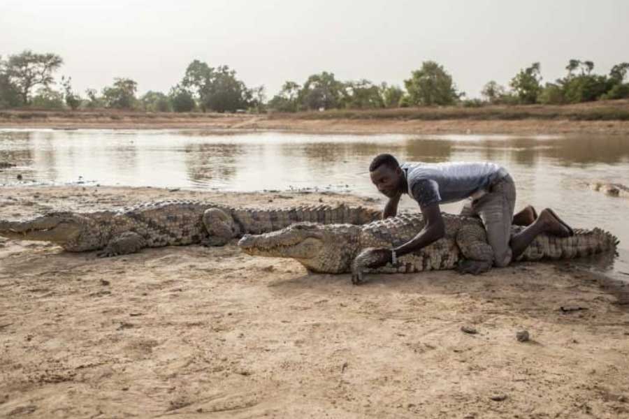 photo of Crocodiles