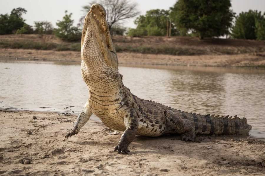 photo of Crocodiles