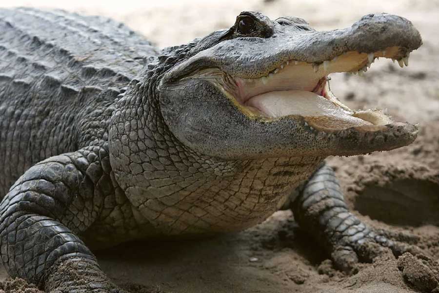 photo of Crocodiles
