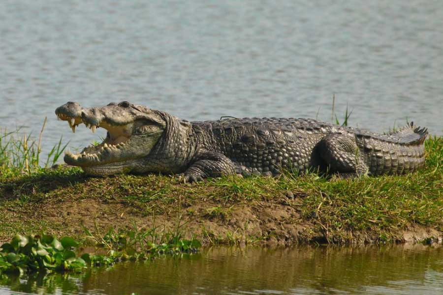 photo of Crocodiles