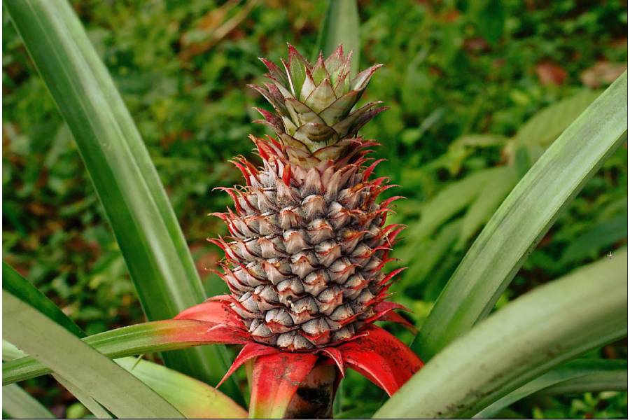 Image of pineapple 