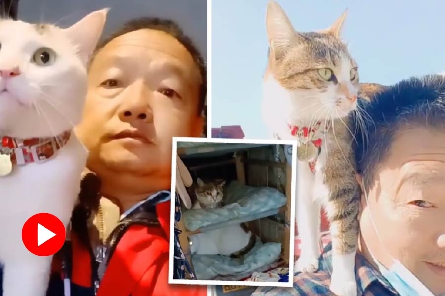 Three rescued cats travel with their truck driver