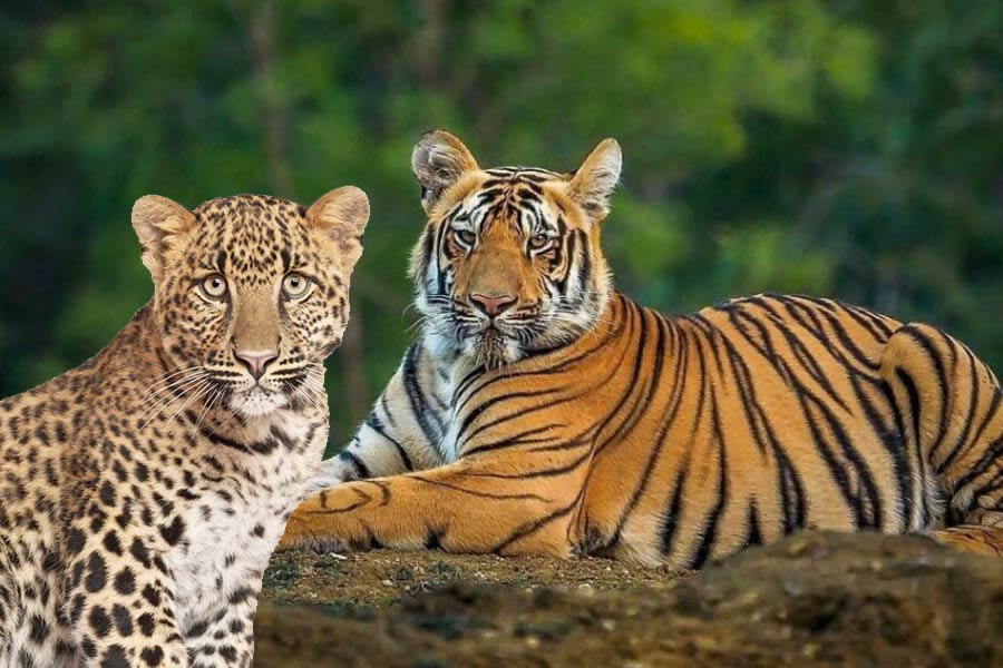 In 2022, total 53 people killed by tigers and leopards in Chandrapur district of Maharashtra
