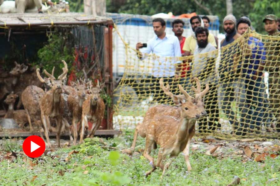 Many deers released to Buxa Tiger Reserve forest