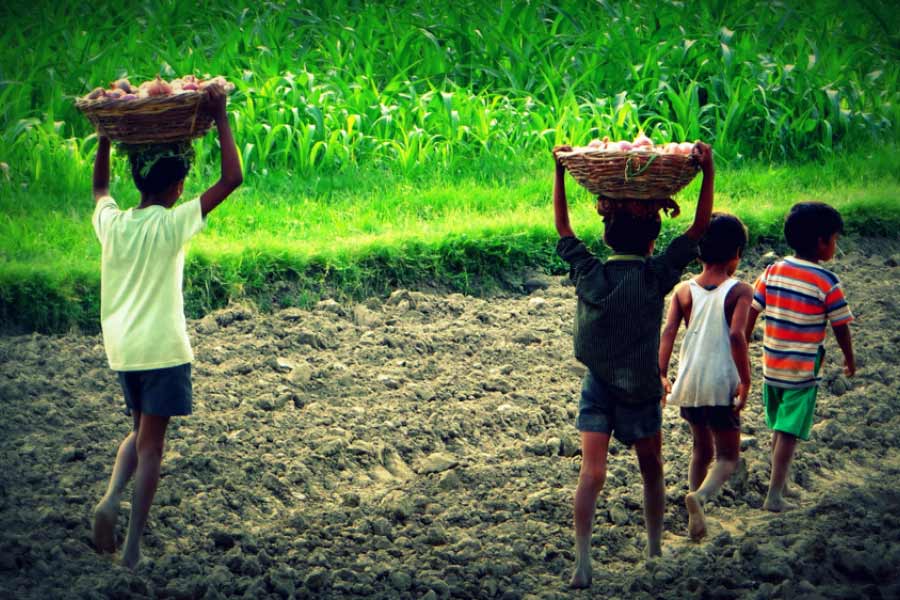 representational image of farming 