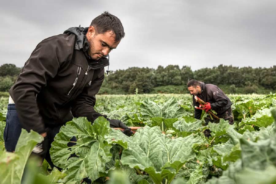representational image of farming 