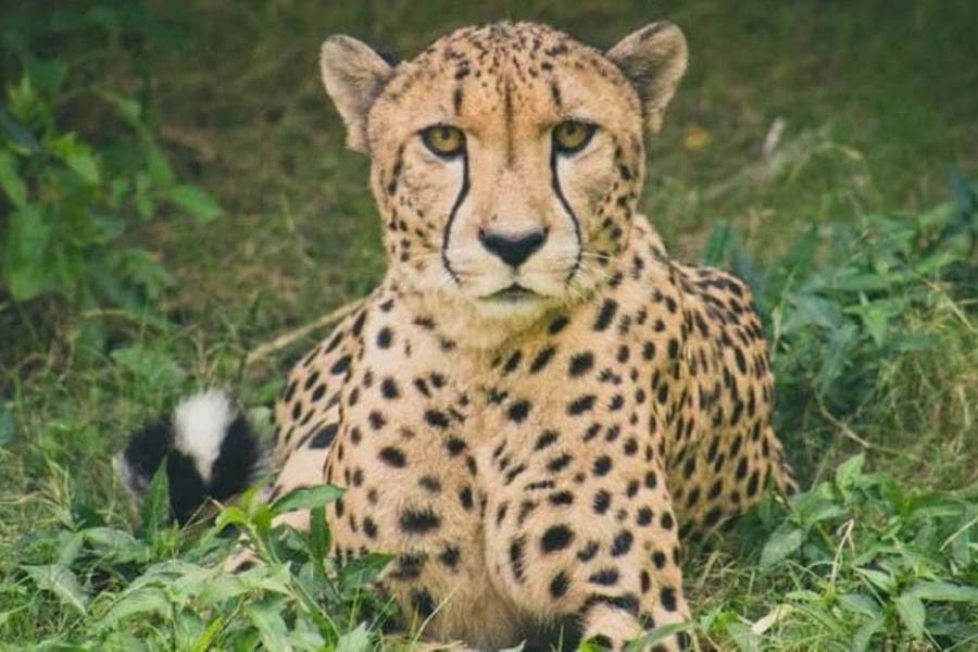 Cheetah of Kuno Natonal park, Madhya Pradesh