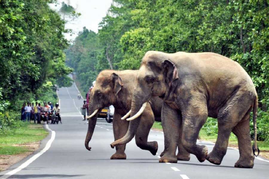 Two died by elephant attack at Jhargram