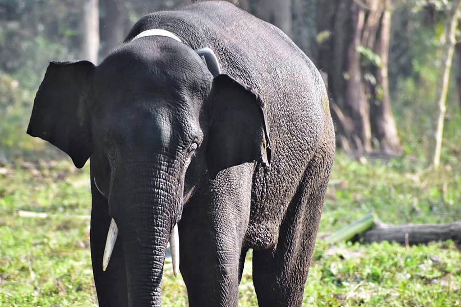 An image of an elephant
