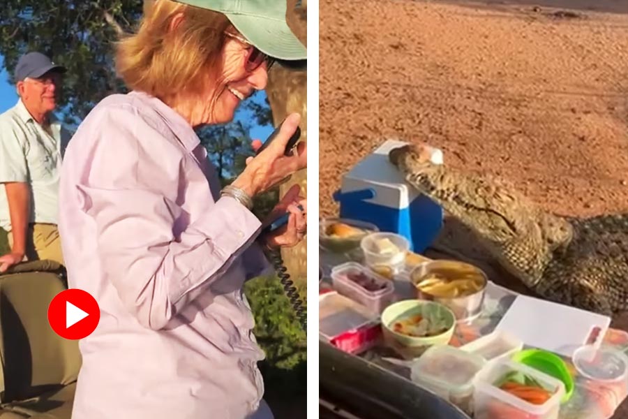 Crocodile visits picnic party in South Africa and steals something.