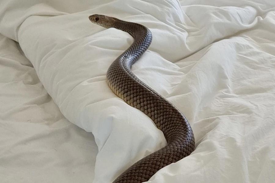 Snake foumd lying on the bed