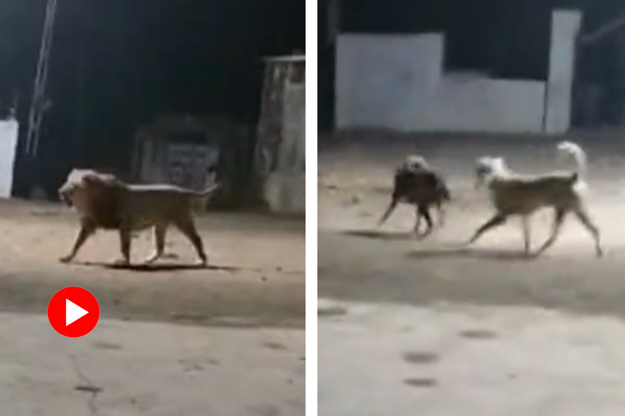 Viral Video of lion chased by dogs in Gujarat.