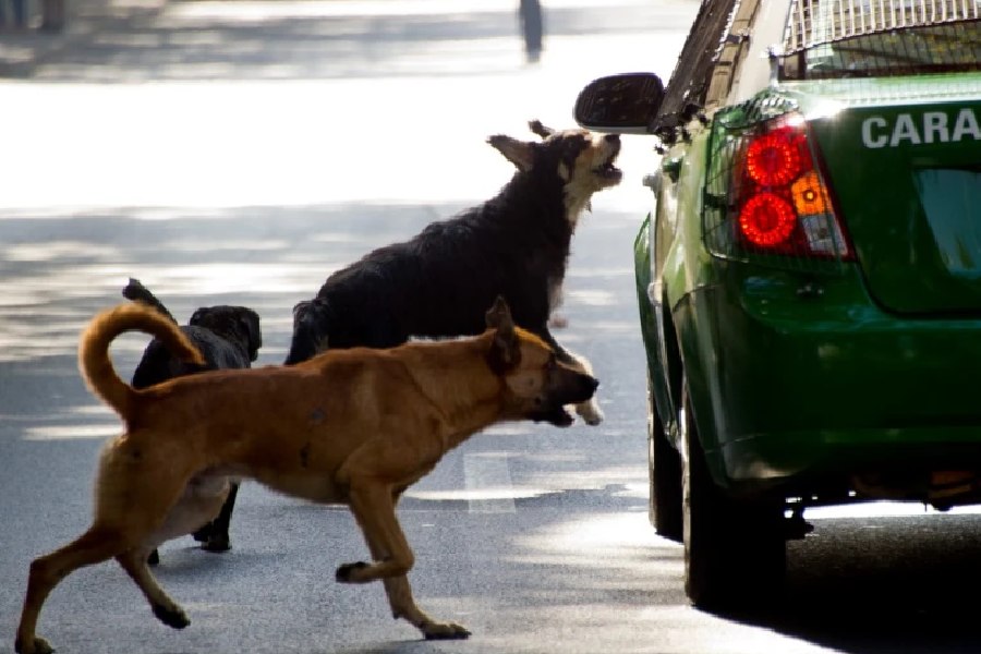 Image of Dog chasing after car  