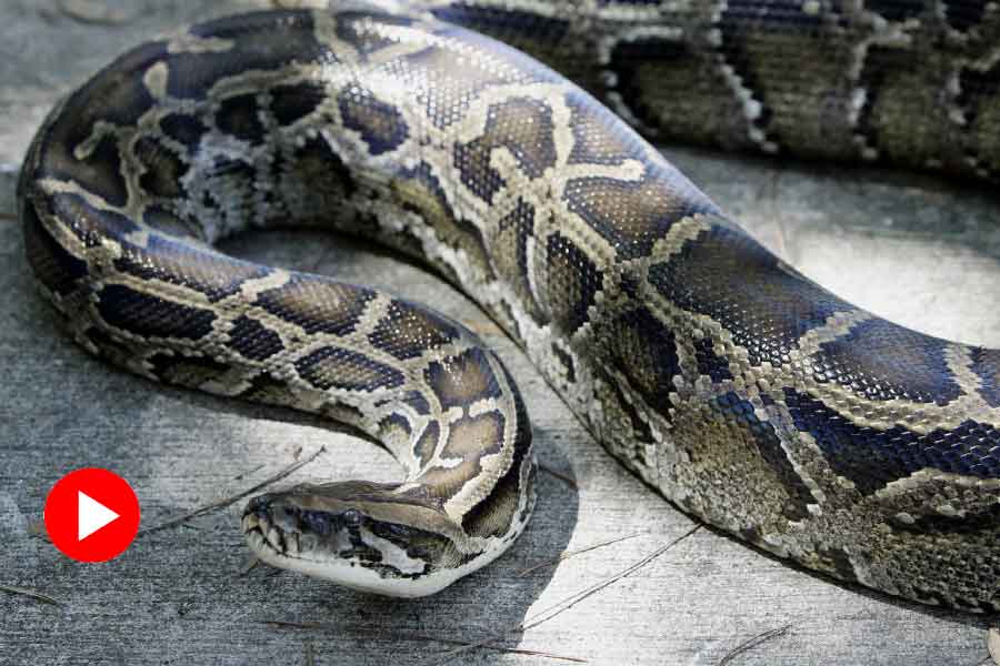 Viral Video of python entering a home and people are amazed after watching that.