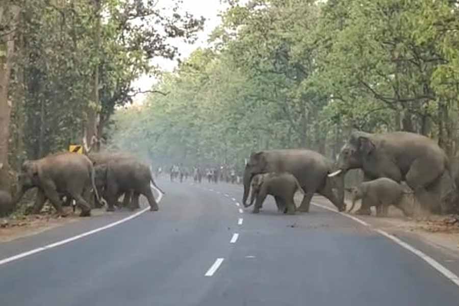 A herd of elephant returned to Paschim Medinipur from Bankura