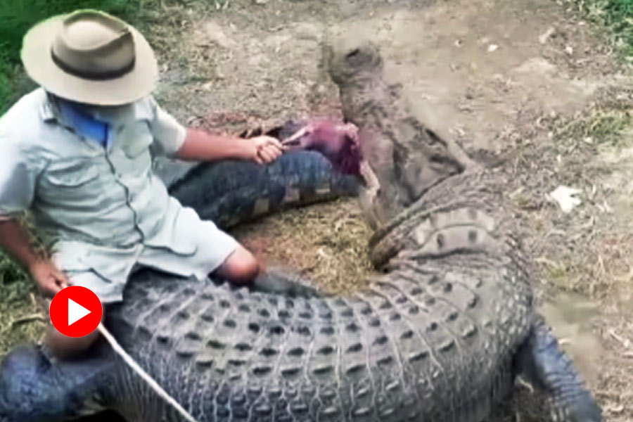 Video of man sitting on crocodile’s back and feeding it goes viral.