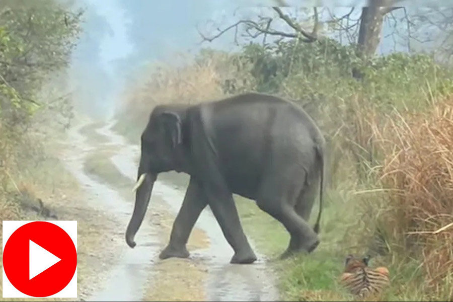 Tiger gives way for elephants to cross the road in jungle video goes viral.