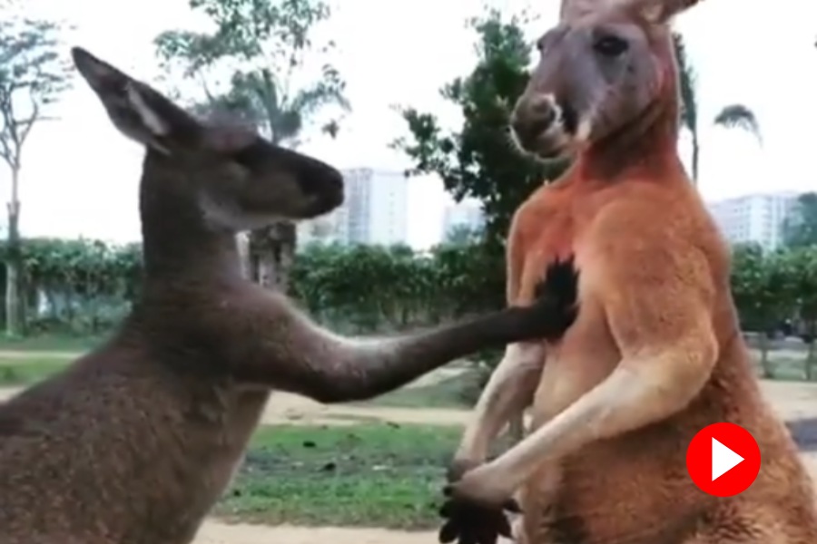 Video of two kangaroo goes viral
