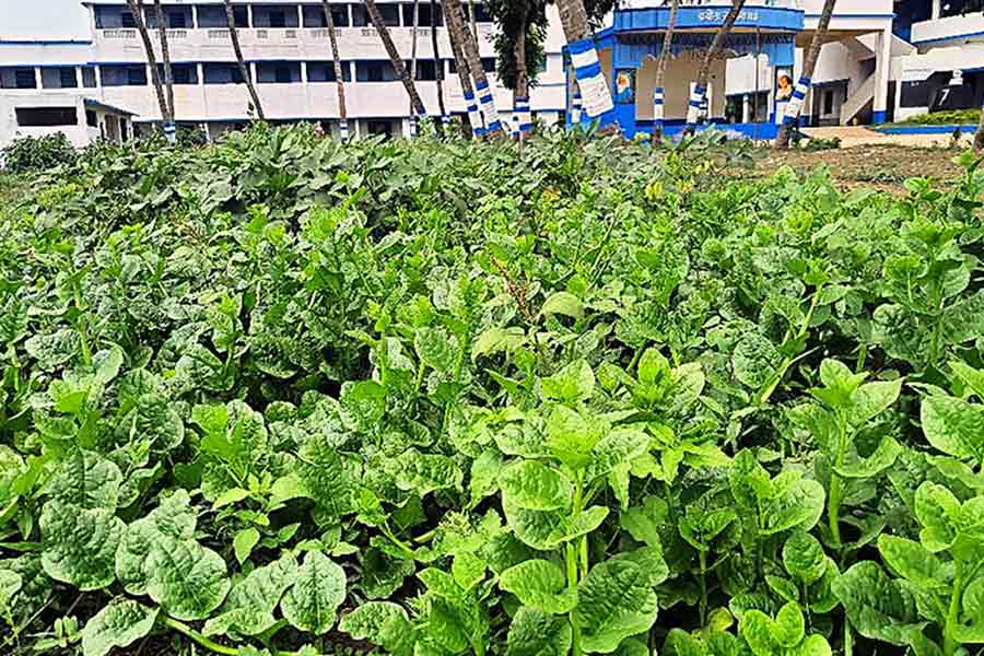 An image of organic farming in school 